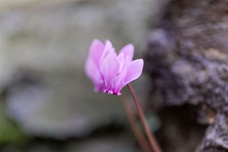 Flower of an ivy leaved cyclamen (Cyclamen hederifolium), a Cyclamen from the Mediterranean region.の写真素材