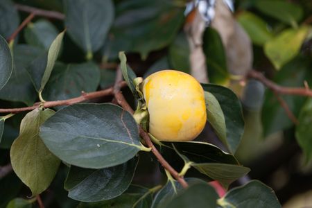 Persimmon fruit (Diospyros kaki) on a tree with leaves.の写真素材