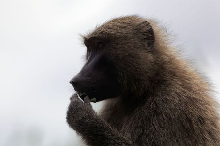 Face of an Olive Baboon (Papio anubis) in Ethiopia.