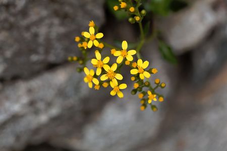 Flowers of a creeping groundsel (Senecio angulatus)