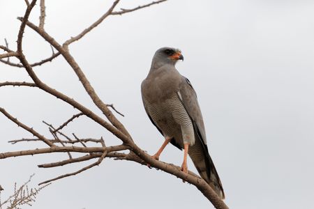 An eastern chanting goshawk or Somali chanting goshawk (Melierax poliopterus) on a branch in East Africa.の写真素材