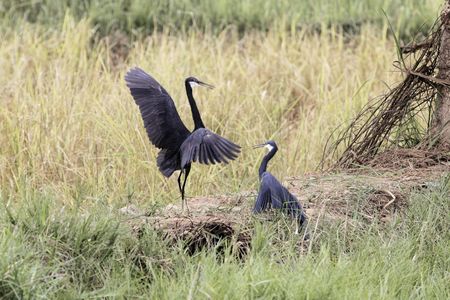 Fighting western reef herons (Egretta gularis) in the Gambia, West Africa.の写真素材