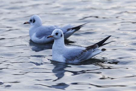 A black-headed gull (Chroicocephalus ridibundus) in winter plumage on water.の写真素材