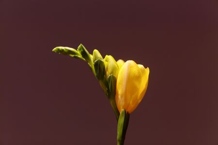 Blossoms of a cultivated yellow Freesia (Freesia refracta) with a brown background.の写真素材