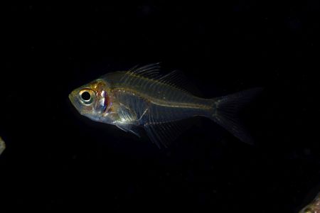 Zosimus190200332