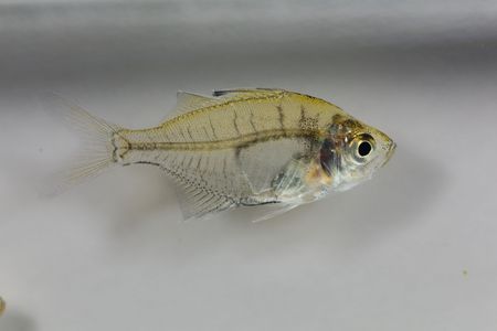 Zosimus190200354