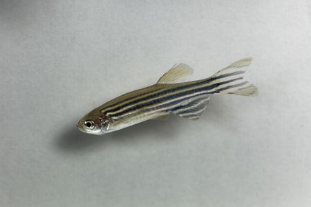 Macro photo of a zebrafish (Danio rerio) with a white background.