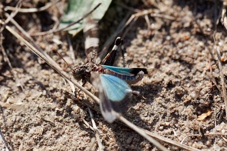 A blue-winged grasshopper, Oedipoda caerulescens, with sandy soil as background.の写真素材