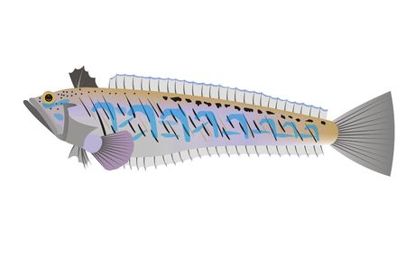 Illustration of a greater weever (Trachinus draco) fish with white background.