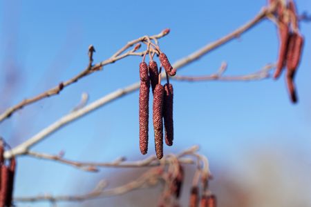 Male flowers of a common alder tree, Alnus glutinosa.の写真素材
