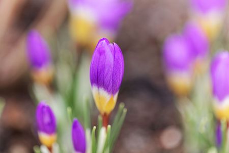 Flower of a tricolored Sieber's crocus, Crocus sieberi, a wild crocus from Southern Europe.の写真素材
