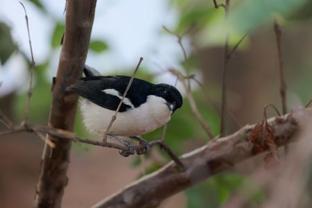 An Ethiopian boubou bird, Laniarius aethiopicus, in a tree.の写真素材