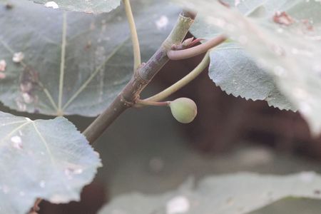 Fruit of a Punjab fig tree, Ficus palmata.