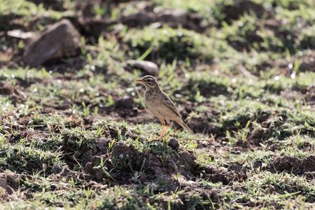 An African pipit, Anthus cinnamomeus, on a meadow.の写真素材