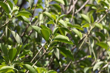 Leaves of a rubber fig tree, Ficus elastica.