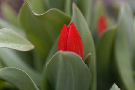 Tulipa praestans, a wild tulip from central Asia.の写真素材