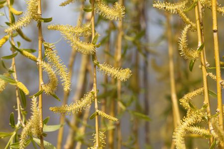 Branches with catkins of a weeping willow tree.の写真素材