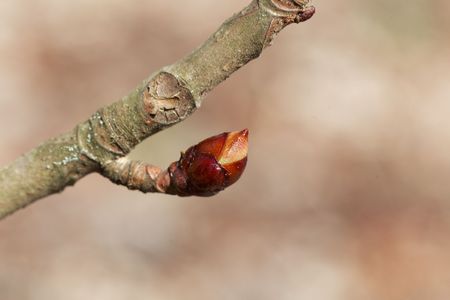 Bud of a horse chestnut tree, Aesculus hippocastanumの写真素材