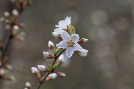 Blossoms of a Nanking cherry tree, Prunus tomentosaの写真素材