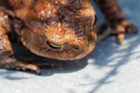 Macro photo of the head of a common toad, Bufo bufo.