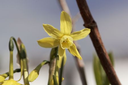 Flower of a Narcissus triandrus, a wild Narcissus from Southern Europe.の写真素材