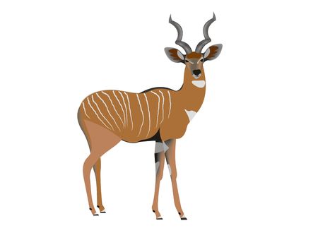 Illustration of a lesser kudu, Tragelaphus imberbisの写真素材