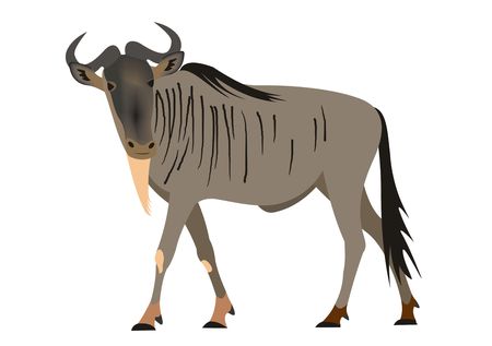 Illustration of a Blue wildebeest, Connochaetes taurinusの写真素材