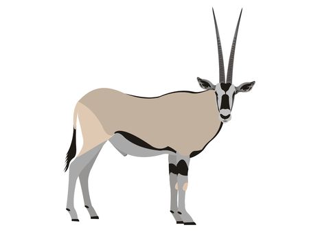Illustration of an East African oryx, Oryx beisaの写真素材