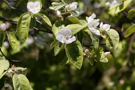 Blossoms of a quince tree, Cydonia oblonga.の写真素材