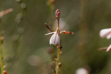 Flower of a hollow steamed asphodel, Asphodelus fistulosus.の写真素材
