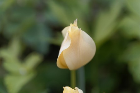 Blossoms of the wild tulip species Tulipa bataliniiの写真素材