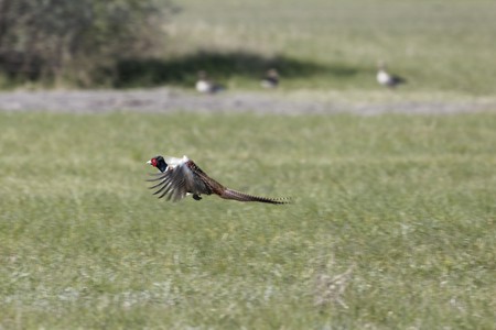 Flying  common pheasant (Phasianus colchicus) on a meadow.の写真素材