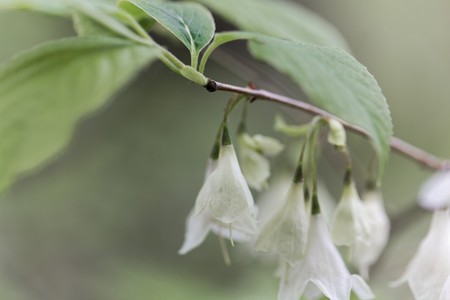 Flowers of a Carolina silverbell tree, Halesia carolina.の写真素材
