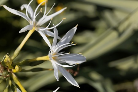Flower of Pancratium Illyricum plans to a Mediterranean plant.の写真素材