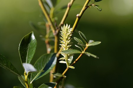 Flowers of the willow tree Salix bicolor., with a green background