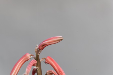 Flowers of a tiger aloe, Gonialoe variegata, with a white background.の写真素材