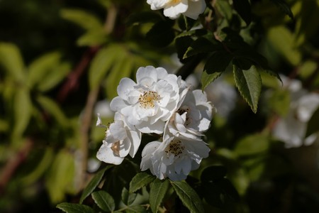 Flowers of a rambling rector rose, a historical rose variant.の写真素材