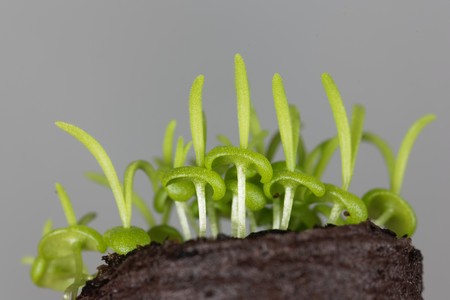 Seedlings of Delosperma bosseranum, a succulent plant.の写真素材