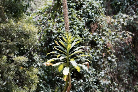 Plant of the Lobelia species Lobelia gibberoa, in the natural habitat in Ethiopia.の写真素材
