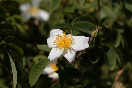 White flowers of a Rosa x dupontii hybrid.の写真素材