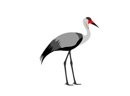 Illustration of a wattled crane, Bugeranus carunculatus, isolated on white background.の写真素材