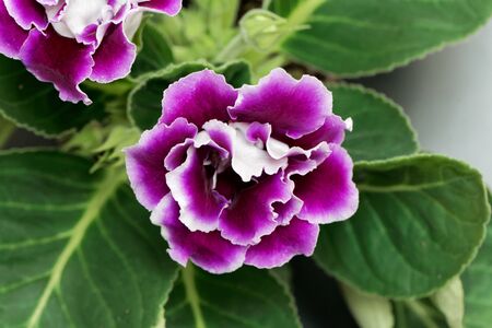 Pink and white flower of a Gloxinia hybridの写真素材