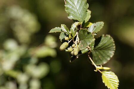 Green fruits of a green alder tree, Alnus viridis.の写真素材