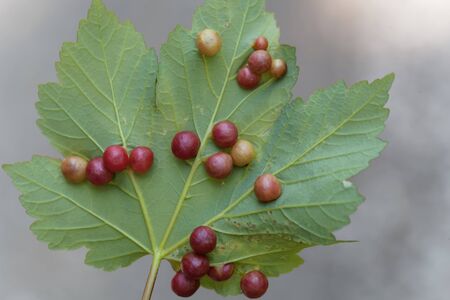 Plant gall hep Pediaspis aceris, on a maple leaf.