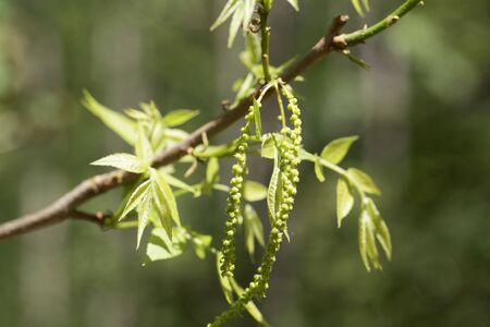 Flowers of a bitternut hickory tree, Carya cordiformis.