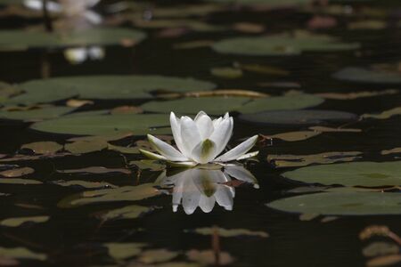 Flower of a wild European white water lily, Nymphaea alba, on a lake surface.の写真素材