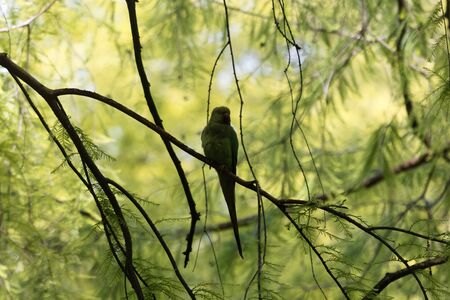 A rose-ringed parakeet, Psittacula krameri, in a park tree.の写真素材