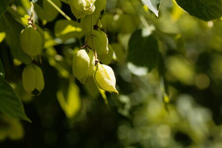 Green fruits of a European bladdernut, Staphylea pinnata, on the tree.の写真素材