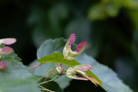 Samara of an Tatarian maple tree, Acer tataricum