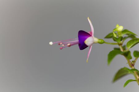 Macro photo of a blue and pink colored flower of a Fuchsia hybrid.の写真素材